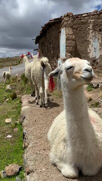 The heard of llamas on the Altiplano,   Peru