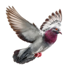 Obraz premium Pigeon soaring through the sky urban environment wildlife natural habitat aerial view isolated on transparent background