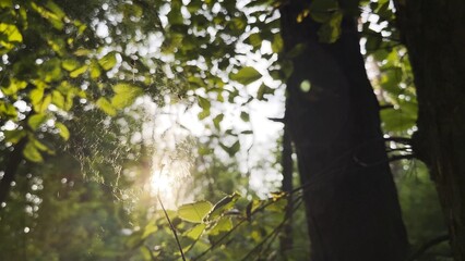 Fototapeta premium Spiderweb swaying in wind with sunlight at background. Spider builds a cobweb in forest. Beautiful scene on summer park at sunset. Concept of nature wildlife
