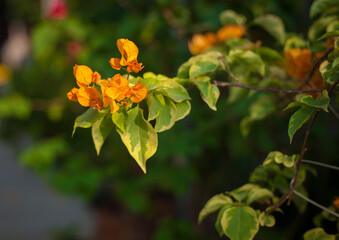 Close-up of colorful bougainvillea flowers in a garden with a soft blurred background