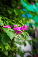 Close-up of colorful bougainvillea flowers in a garden with a soft blurred background