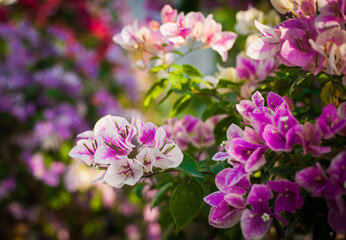 Close-up of colorful bougainvillea flowers in a garden with a soft blurred background