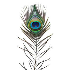 Fototapeta premium Close up peacock feather eye pattern iridescent colors vibrant detail exotic bird plumage isolated black background on transparent background