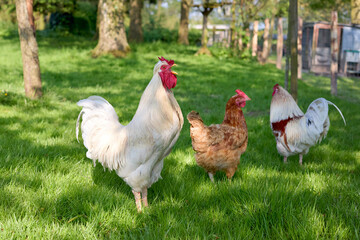 A large white rooster crows in a sunny, grassy field, accompanied by a hen and another rooster. This vibrant scene depicts free-range poultry in a natural, idyllic farm setting.

