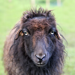 Fototapeta premium A close-up headshot of a ouessant black sheep with shaggy, messy wool. The animal looks directly into the camera with a curious expression against a blurred green pasture background.