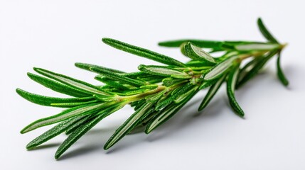 Fototapeta premium Fresh Green Rosemary Herb on White Background for Culinary Use