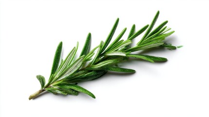 Fototapeta premium Fresh Green Rosemary Herb Sprig on White Background Close Up