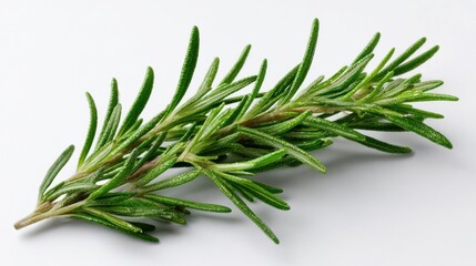 Fototapeta premium Fresh Rosemary Herb Sprig on White Background for Culinary Use