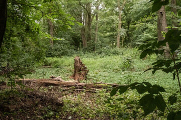 Lush green forest floor with tree stump and fallen log