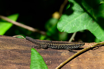 Peloponnes-Kieleidechse - Männchen // Greek algyroides, Greek keeled lizard (Algyroides moreoticus) - Messinien, Peloponnes, Griechenland