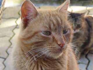 A local cat resting in the streets of Kutaisi, Georgia, blending naturally into the city’s charming historic atmosphere. 