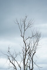 bare tree in winter