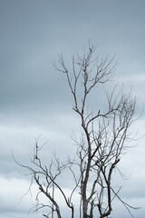 dead tree in winter