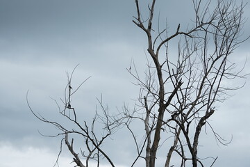 dead tree in the snow