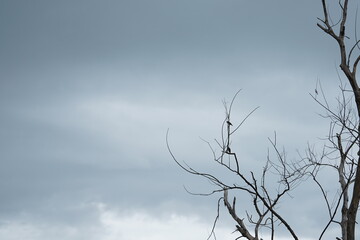 dead tree against blue sky