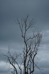 dead tree in the winter