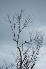 dead tree against blue sky