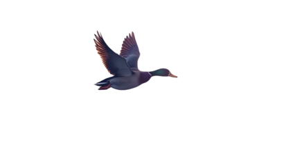 Flying Duck at Dusk