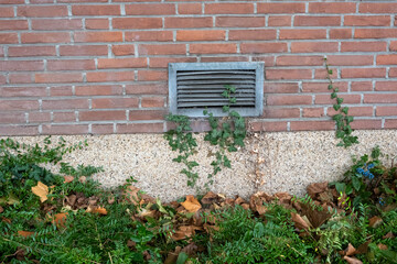 Ivy growing on brick wall with ventilation grille and dry leaves