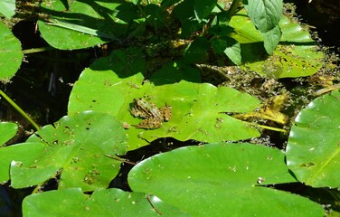ein kleiner Frosch auf einem Blatt