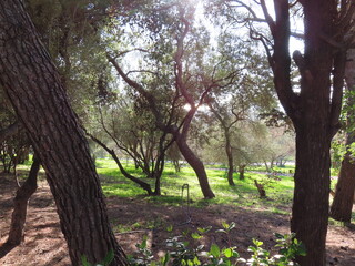 Philopappou Hill in Athens offers panoramic views of the Acropolis, the city skyline, and the Aegean Sea, combining natural beauty with rich historical significance in a peaceful urban park setting.