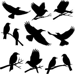 Obraz premium Collection of black bird silhouettes in various flight and perched positions. Illustration, SVG/PNG Digital Art