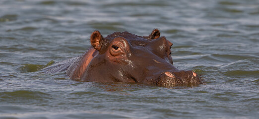 Fototapeta premium Close up of the head of a hippopotamus in the water