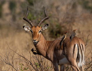 Impala ram looking at camera with 3 oxpeckers on it body