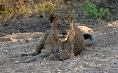 Young lion resting on a patch of sand
