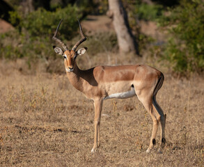 Portrait of an impala ram looking at camera