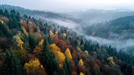 Foggy Hillside Covered with Autumn Trees in Full Color