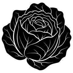 vector illustration of rose