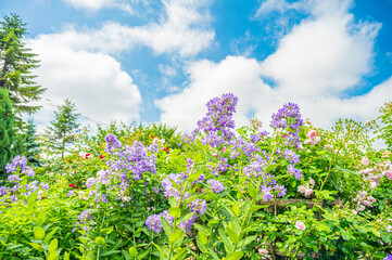 北海道　SAPPORO　札幌のバラ園