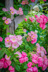 北海道　札幌市　バラ園