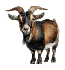 Fototapeta premium Playful goat in a natural captured in animal outdoors isolated on transparent background