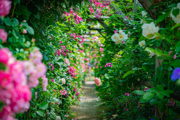 北海道　札幌市　バラ園