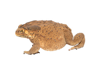 Closeup of a Brown Toad Bufonidae Against a White Background