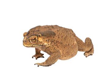 Closeup of a Brown Toad Bufonidae Isolated on White Background