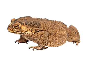 Close-up of a Brown Toad Bufonidae Detailed View