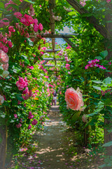 北海道　札幌市　バラ園