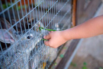 A child's hand feeding fresh green grass to a gray domestic rabbit inside a metal cage at an outdoor farm or petting zoo.