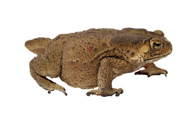 Closeup of a brown toad Bufonidae with bumpy skin