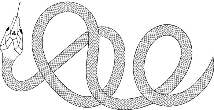 Snake with scales outline vector illustration 
