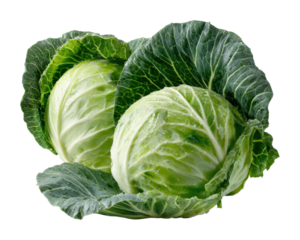 Harvesting fresh cabbage local farm food organic garden healthy cooking ideas isolated on transparent background
