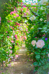 北海道　札幌市　バラ園