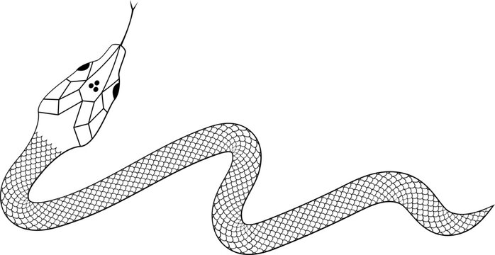Snake with scales outline vector illustration 