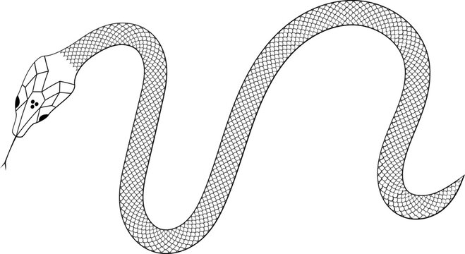 Snake with scales outline vector illustration 