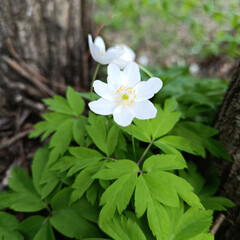 Wood Anemone Flower and Green Leaves in a Forest