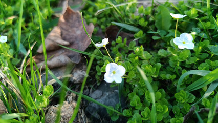 Small White Wildflowers and Green Leaves on the Forest Floor