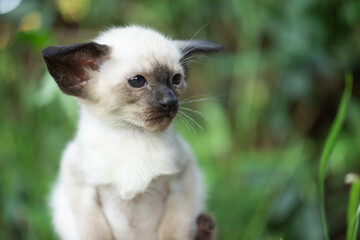Porträt einer jungen Siamkatze im Grünen